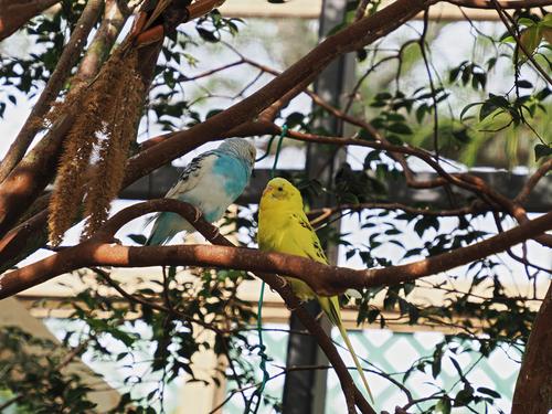 Budgerigars
