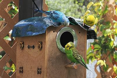 Budgerigars #2