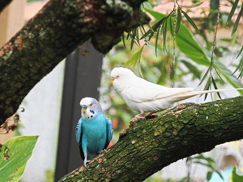 Budgerigars #4