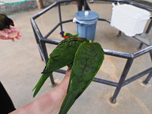 Lorikeets feeding