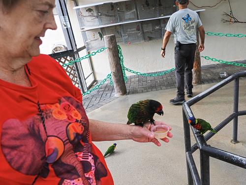 Liz feeding a lorikeet