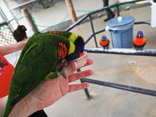 Lorikeets feeding #2