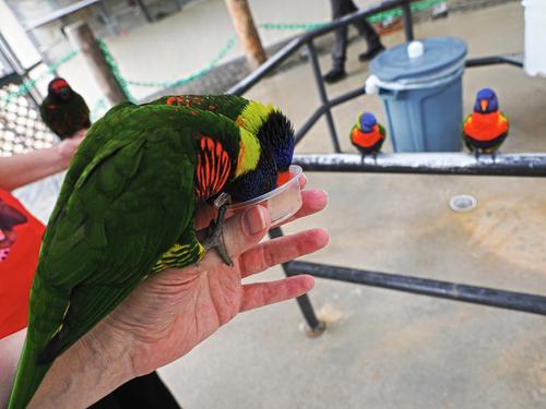 Lorikeets feeding #3