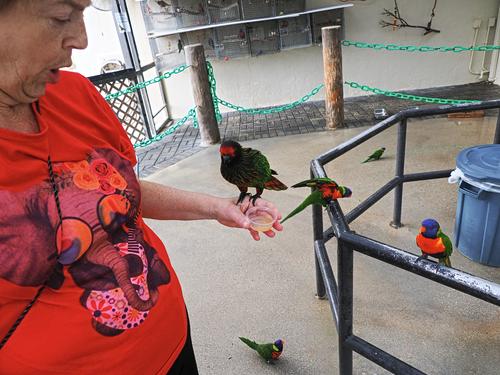 Liz feeding a lorikeet #2