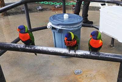 Larry, Curly, and Mo