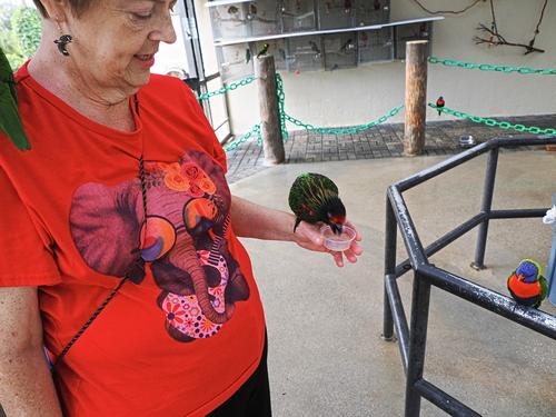Liz feeding a lorikeet #3