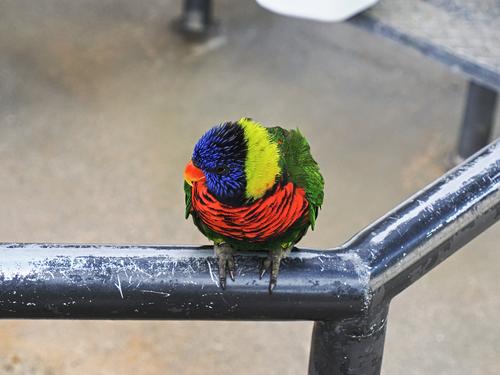 Lorikeet