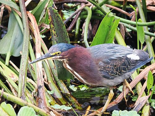 Green heron
