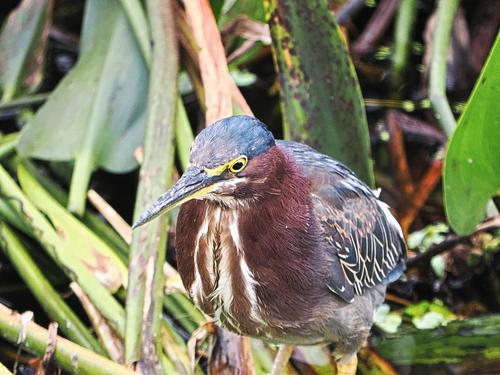 Green heron #2