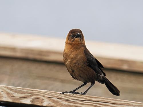 Cowbird