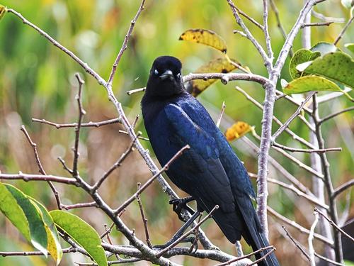 Splendid starling #2