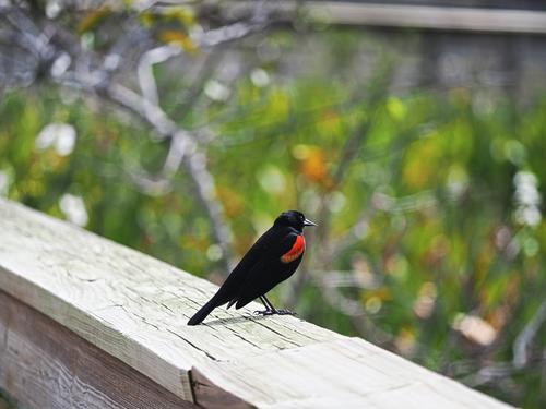 Red-winged blackbird