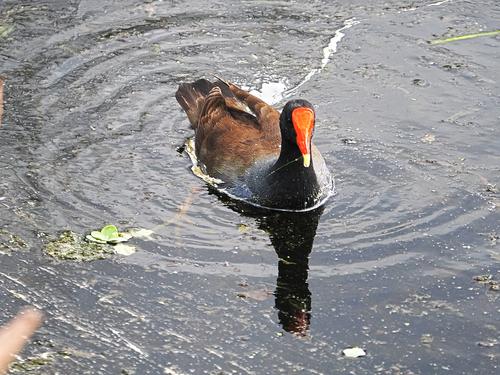 Common moorhen