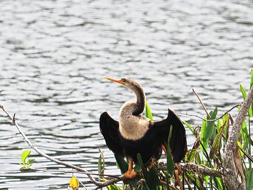 Anhinga