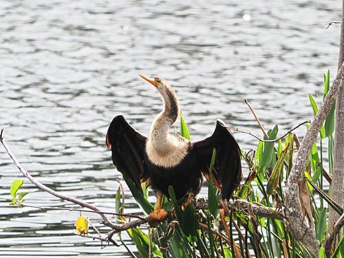 Anhinga #2