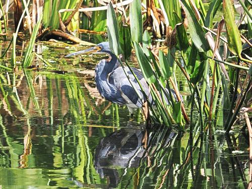 Tri-colored heron #2