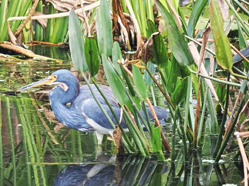 Tri-colored heron #3