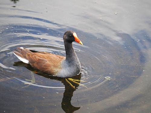 Common moorhen #2