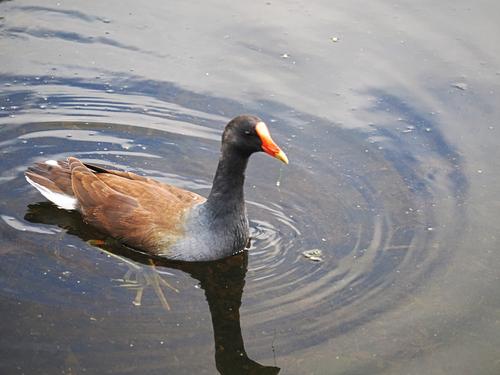 Common moorhen #3