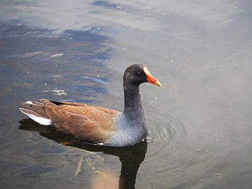 Common moorhen #4