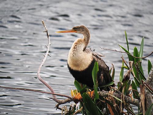 Anhinga #3