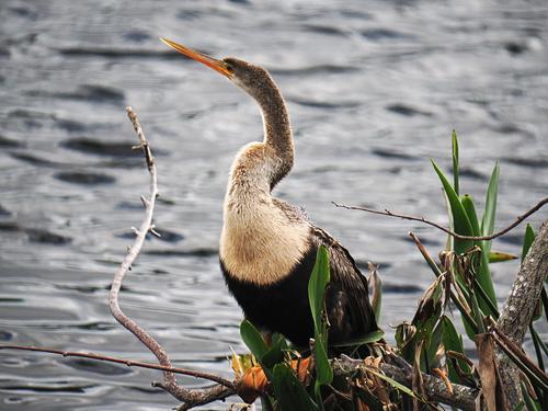 Anhinga #4
