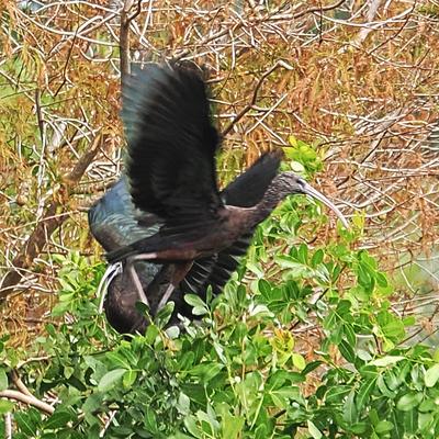 Wood stork in flight