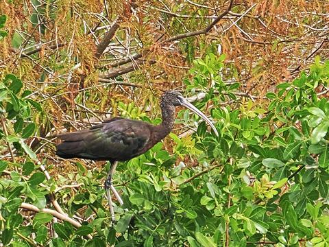 Wood stork