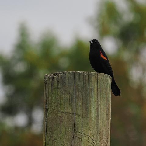 Red-winged blackbird #3