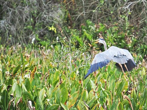 Great blue heron in flight