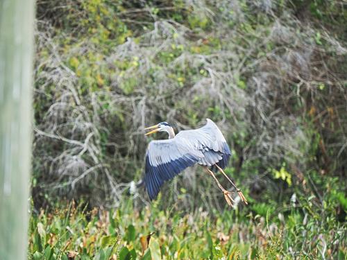 Great blue heron in flight #3