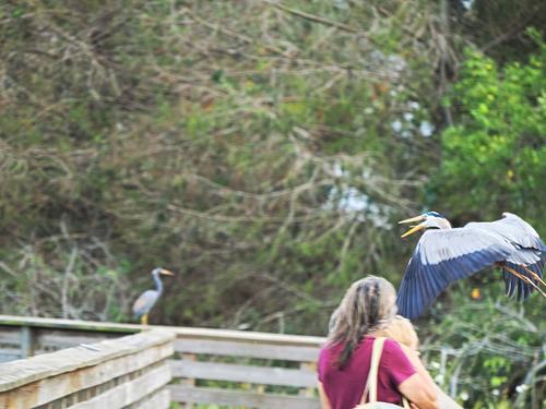 Great blue heron in flight #4
