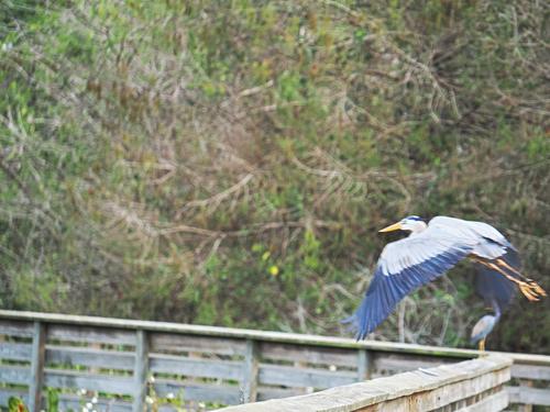 Great blue heron in flight #5