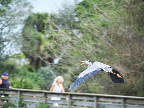 Great blue heron in flight #6