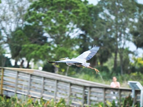 Great blue heron in flight #8