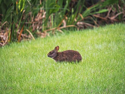 Marsh rabbit