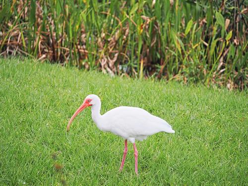 American white ibis