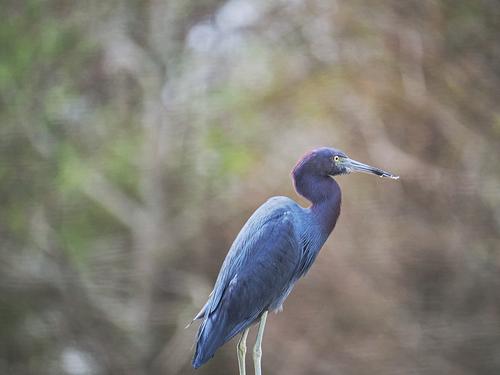 Little blue heron #2