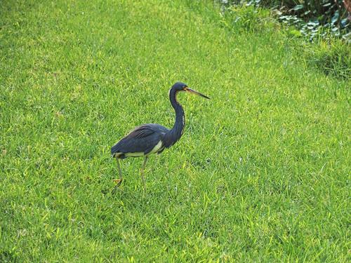 White-bellied heron