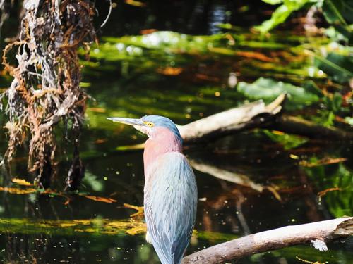 Tri-colored heron #4