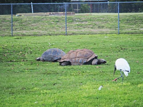 Aldabra Tortoises