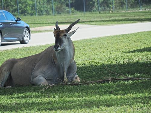 Eland