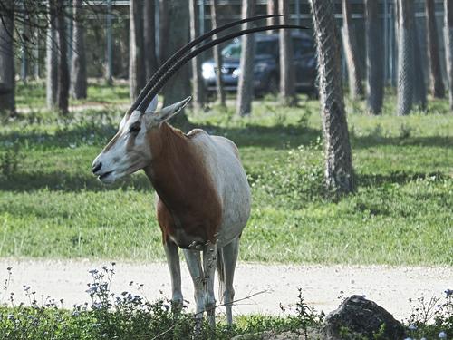 Scimitar-horned Oryx