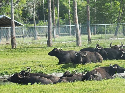 Asiatic Water Buffalo