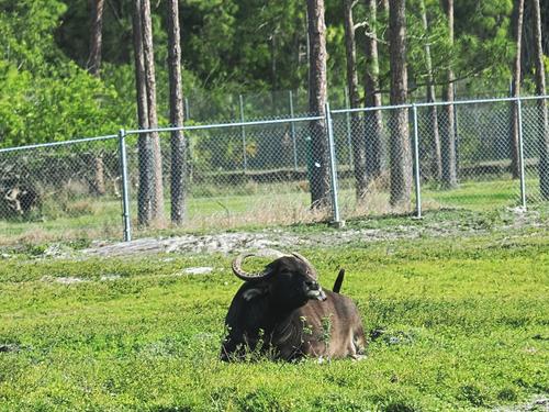 Asiatic Water Buffalo #2