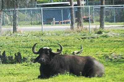 Asiatic Water Buffalo #3