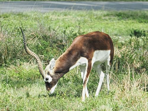 Blackbuck #2