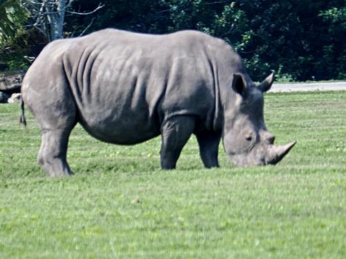Southern white rhinoceros
