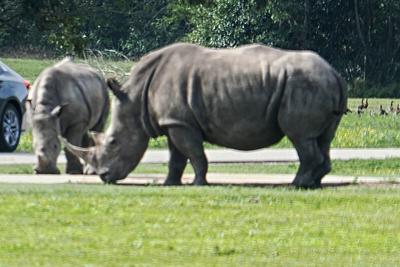 Southern white rhinoceroses #2