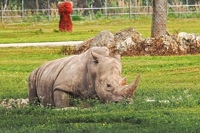 Southern white rhinoceros #2